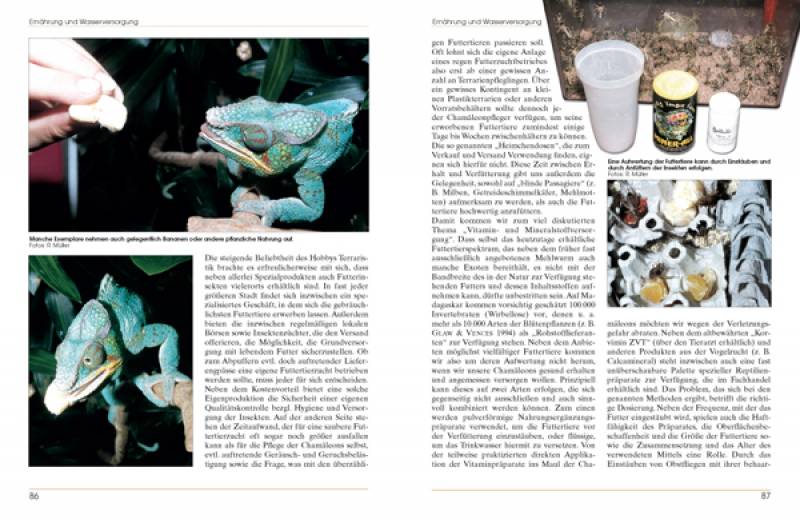 Preview: Furcifer pardalis – Das Pantherchamäleon